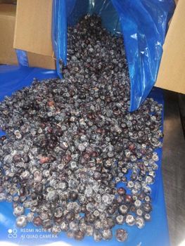 Frozen Blackberries for Puree and Jam - Fruttileg Export - Morocco